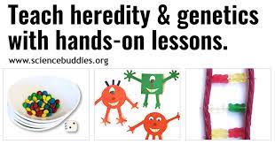 Teach About Genetics And Heredity With Free Stem Lessons & Activities |  Science Buddies Blog