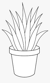 A versatile and appealing shrub with white flowers and deep burgundy foliage looks black in the shade. Black And White Plants House Plants Clipart Black And White Hd Png Download Transparent Png Image Pngitem