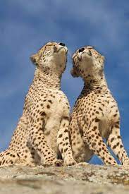 Top 10 Emotional Photos Of Animals Animals Wild Animals Animals Beautiful