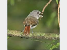 Image result for Newtonia