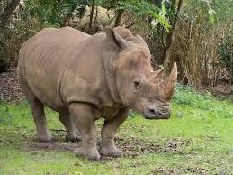 Gratis untuk komersial tidak perlu kredit bebas hak cipta. Nashorn Zoo Saugetier Kostenloses Foto Auf Pixabay
