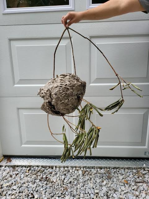 HUGE BALD FACED HORNETS NEST - 15” X 11" Paper Wasp Nest MAN-CAVE CABIN DECOR