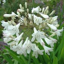 Image result for Agapanthus praecox