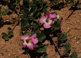 Image result for Harpagophytum zeyheri