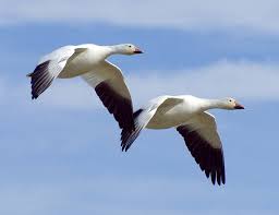 The flight of the snow goose one day high above the horizon appears the familiar shape of the great white bird. 21 The Snow Goose Ideas Snow Goose Goose Snow