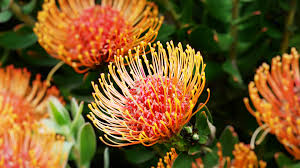 Image result for Protea angolensis