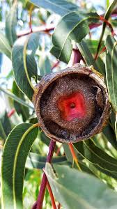 The main goals of the project are to texas ebony. Plantfiles Pictures Eucalyptus Species Illyarrie Red Cap Gum Red Helmet Nut Gum Eucalyptus Erythrocorys By Kell