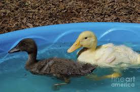 Check spelling or type a new query. Indian Runner Ducks Wall Art Page 3 Of 3 Fine Art America