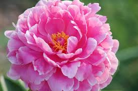If peony flowers are left unsupported, they will fall over. Paeonia Rozella Peony