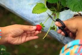 Di cameron highland ini memang terkenal dengan laang teh yang luas di kaki bukit dan disinilah teh yang anda minum di rumah terhasil. Petik Buah Strawberry Di Genting Strawberry Leisure Farms