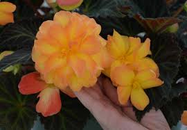 Image result for Begonia nyassensis