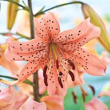 First year it was just foliage, second year about 6 flowers but this 3rd year i have had lots and lots of each colour. Tiger Lily Bulbs Explore Our Tiger Lilies Breck S