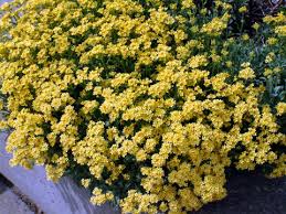 Image result for Aurinia