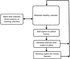 Beekeeping Flow Diagram For Unprocessed Honey Production