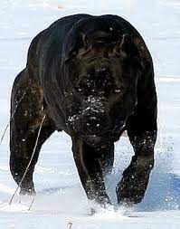 Italian mastiff black cane corso italian mastiff import. Cane Corso Security Protection Corso Dog Dogs Cane Corso