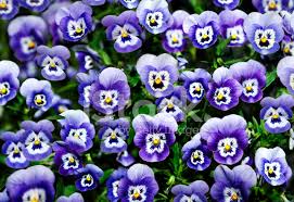 ✓ free for commercial use ✓ high quality images. Pansy Flowers With Faces Stock Photos Freeimages Com