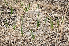 Young Garlic Sprouting In The Garden Covered With Straw At Spring Garlic Sprouts Sprouts Straw