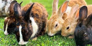 New zealanand bunny by kelincipati july 18, 2021 post a comment new zealand bunny. 6 Jenis Kelinci Pedaging Ini Miliki Kualitas Tinggi Untuk Diternak Diadona Id