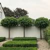 Ein baum verleiht einem haus oder garten erst seinen. 1
