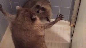 Raccoon Attempts To Shower Before His Brother Rudely Interrupts Him Raccoon Funny Gif Funny Animals