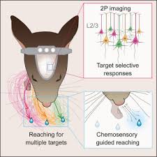 Maybe you would like to learn more about one of these? Directional Reaching For Water As A Cortex Dependent Behavioral Framework For Mice Cell Reports