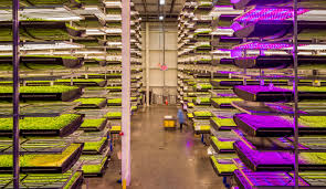 We did not find results for: Indoor Vertical Farming What You Need To Know My Green Value