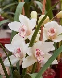Image result for Cymbidium