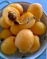 Image result for Maesobotrya