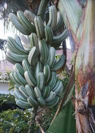 Musa ae ae aka hawaiian variegated banana. 7 Varieties Of Bananas You Should Try On Your Next Hawaiian Vacation