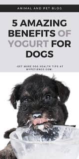 Is Yogurt Good For Dogs Dog Health Tips In 2020 Dog Health Dog Health Tips Yogurt For Dogs