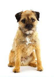 English Border Terrier Young And Active English Border Terrier Sponsored Terrier Border English Terrier Breeds Border Terrier Border Terrier Breeds