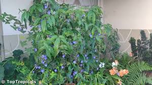 Image result for Dichorisandra