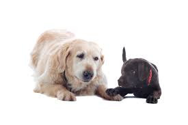 How often do i need to deworm my puppy? Wormer For Dogs Vet Worming Tips