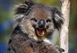 Sebastian On Twitter Funny Koala Koala Bear Koala