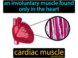 Cardiac Muscle Easy Science Muscle Cardiac Bones And Muscles