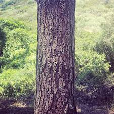 Share photos and videos, send messages and get updates. The Acorn Woodpecker Drills All These Holes Into One Tree And Stuffs A Little Acorn Into Each One For Later The Acorns Make A Nice Safe Spot For Insects To Lay