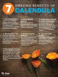 Calendula Benefits Dr Axe Coconut Health Benefits Herbalism Herbal Medicine