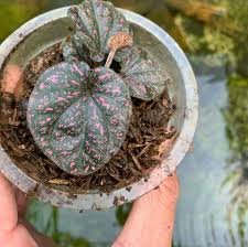 Image result for Peponium sp. A