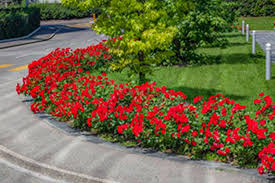 See more ideas about landscaping with roses, plants, garden inspiration. Drift Rose Care Colors And Landscape Ideas Plantingtree
