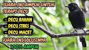 We did not find results for: Thehot Viral17 Decu Kembang Jantan Burung Decu Kembang Jawa Jantan Bahan Shopee Indonesia Suara Decu Kembang Jenis Burung Yang Sulit Di Dengar Suaranya Jon Pangestu Download Mp3