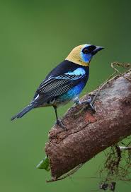 Pin On Tanagers