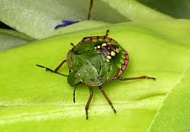 Control of harmful insects in fields and home gardens by spraying. Stink Bug Dummer Garden Manage Gfinger Es La App De Jardineria Mas Profesional