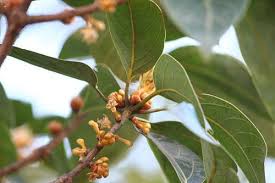 Image result for Actinodaphne