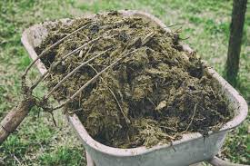 We did not find results for: Different Types Of Animal Manure Pros And Cons Of Using Manure As Fertilizer