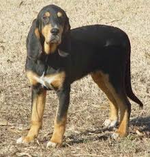 Learn more about the black and tan coonhound, a medium hunting hound used to track raccoons, deer and bear. Black And Tan Coonhound Dog Breed Information And Images K9rl