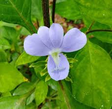 Image result for Barleria whytei