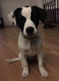 Maja Jack Russel French Bulldog Jackbull Hunde