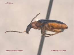 Image result for Lefebvrea longipedicellata