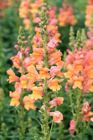 Das löwenmäulchen passt zu den bei der wildform der bekanntesten art, dem großen löwenmäulchen ( antirrhinum majus ), handelt es sich. Lowenmaulchen Bronze