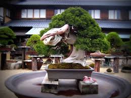 Top 5 Oldest Bonsai Trees Bonsai Empire Traditionally japanese, bonsai demand a lot of patience and care of the plant.